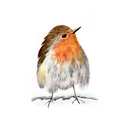 Fine art greeting card - Robin