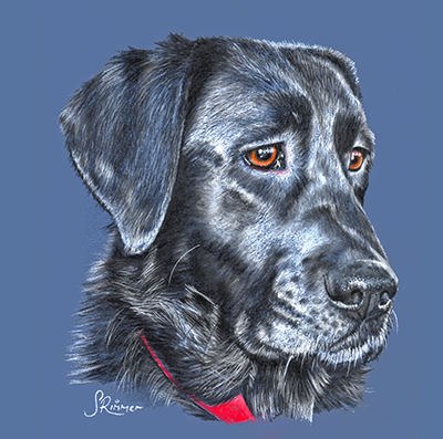 Fine art greeting card - Black Labrador 2