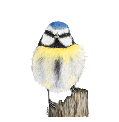 Fine art greeting card - Blue Tit