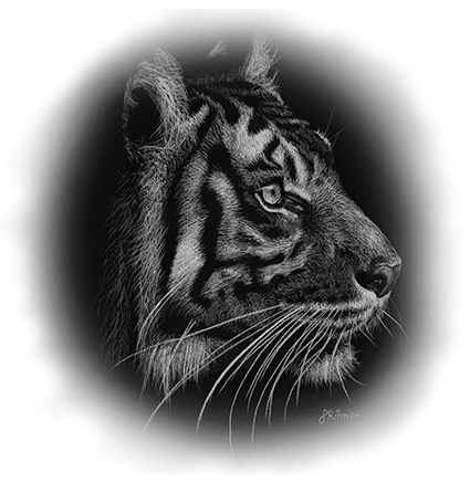 Fine art greeting card - Tiger