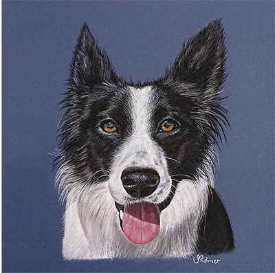 Fine art greeting card - Border collie