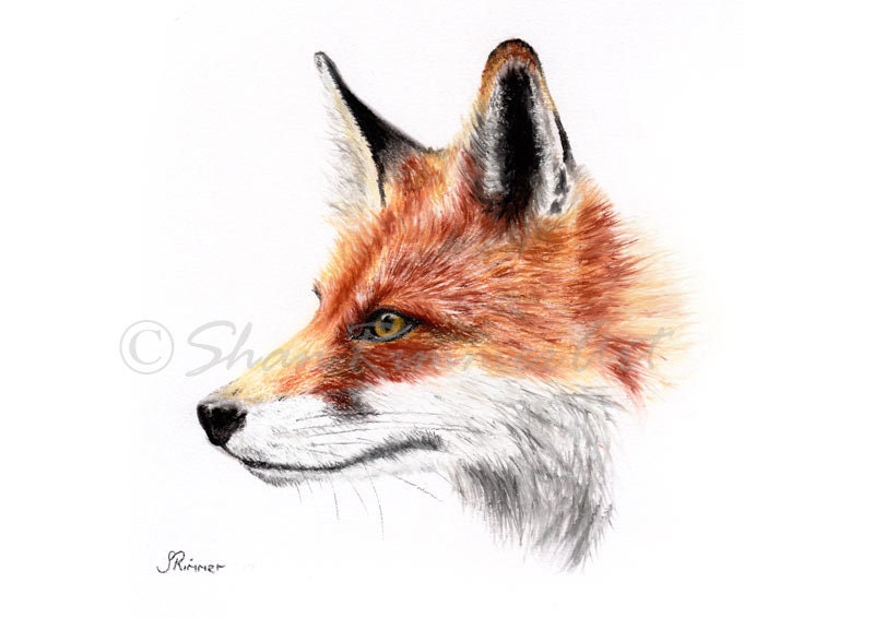 Limited edition Wildlife Print from original pastel drawing- fox