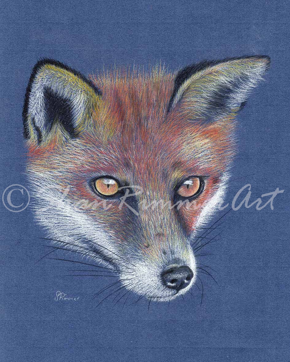 Limited edition Wildlife Print from original pastel drawing- fox