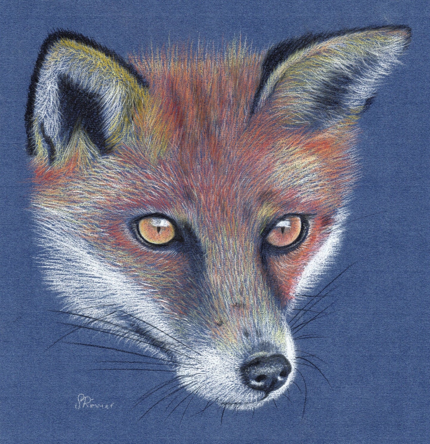 Limited edition Wildlife Print from original pastel drawing- fox