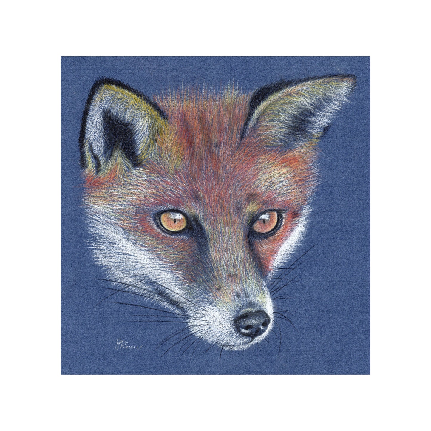 Limited edition Wildlife Print from original pastel drawing- fox